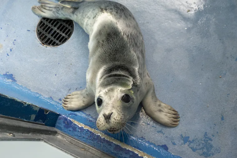 Ovaj mali tuljan spa&scaron;en je iz pakla i pu&scaron;ten u svijet: Njegove okice pune sjaja rastopit će vam srce