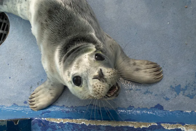 Ovaj mali tuljan spa&scaron;en je iz pakla i pu&scaron;ten u svijet: Njegove okice pune sjaja rastopit će vam srce