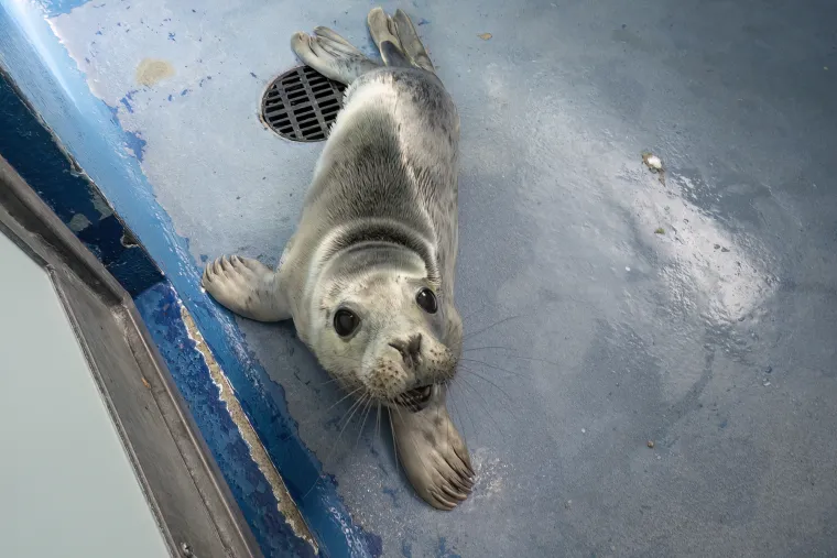 Ovaj mali tuljan spa&scaron;en je iz pakla i pu&scaron;ten u svijet: Njegove okice pune sjaja rastopit će vam srce