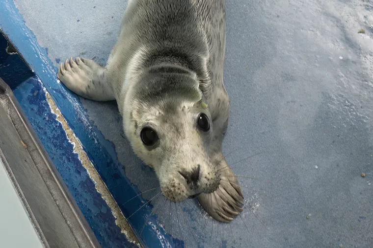 Ovaj mali tuljan spa&scaron;en je iz pakla i pu&scaron;ten u svijet: Njegove okice pune sjaja rastopit će vam srce