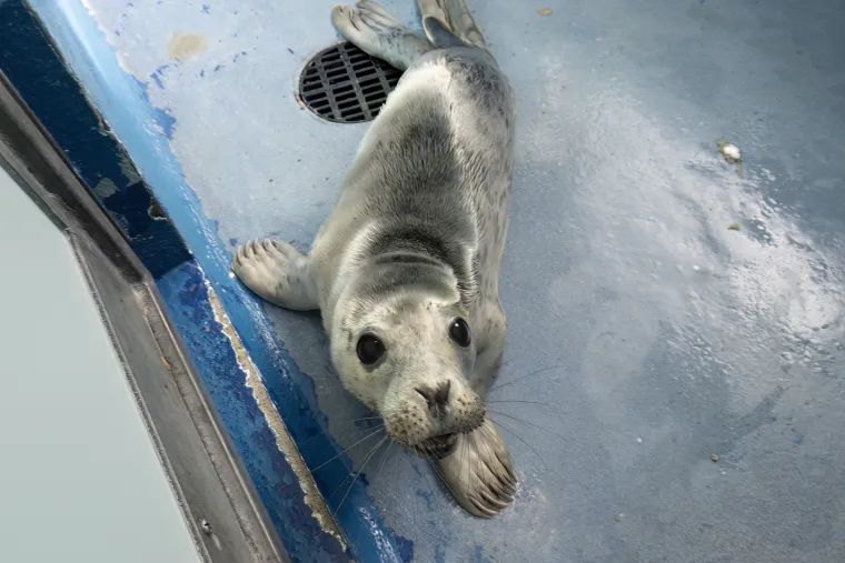 Ovaj mali tuljan spa&scaron;en je iz pakla i pu&scaron;ten u svijet: Njegove okice pune sjaja rastopit će vam srce