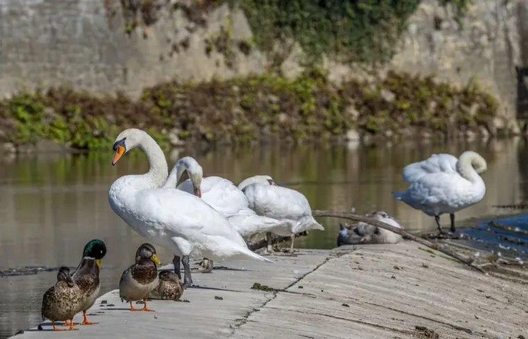Korana je prekrasna, ali ova plavu&scaron;a u crvenom bacila ju je u potpuno sporedni plan