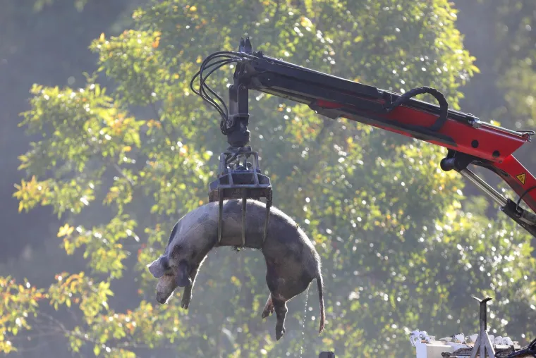 Galerija užasa: Opaka bolest uzela maha, prizori lešina su uznemirujući