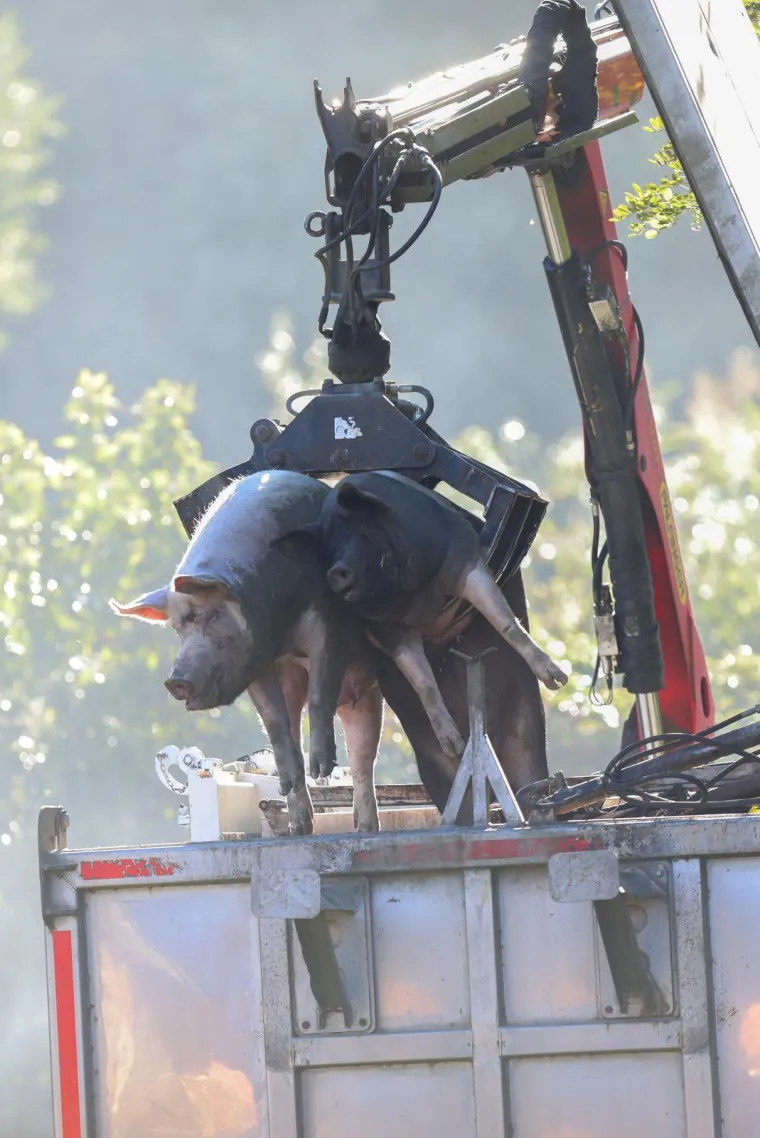 Galerija užasa: Opaka bolest uzela maha, prizori le&scaron;ina su uznemirujući