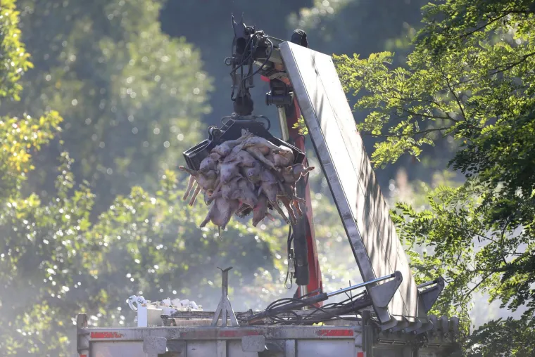 Galerija užasa: Opaka bolest uzela maha, prizori lešina su uznemirujući