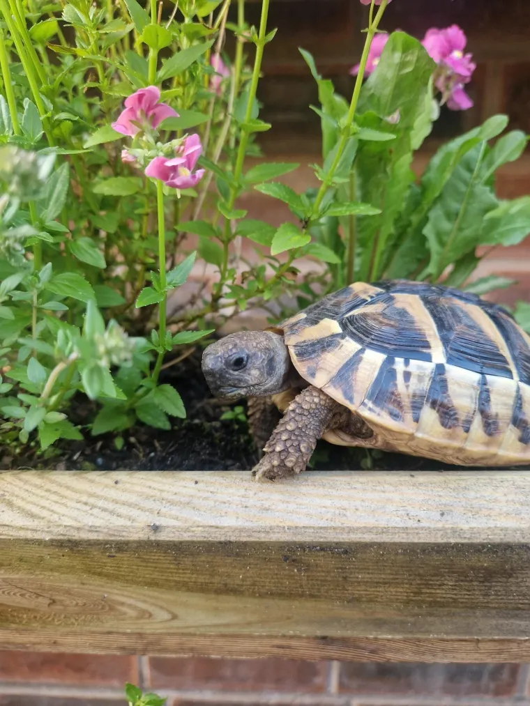I ova je ulica bila preplavljena smećem do krova, a onda su stanari preuzeli stvar u svoje ruke i stvorili pravu oazu