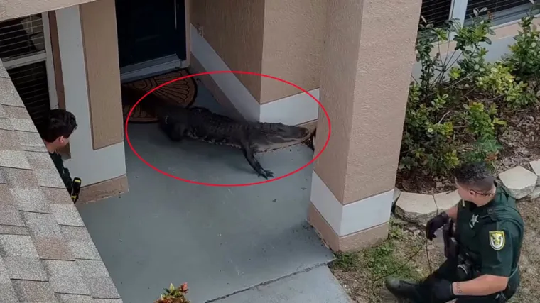 Nevjerojatno: Golim rukama se bacio na opasnog reptila i bacio ga na stražnje sjedalo auta