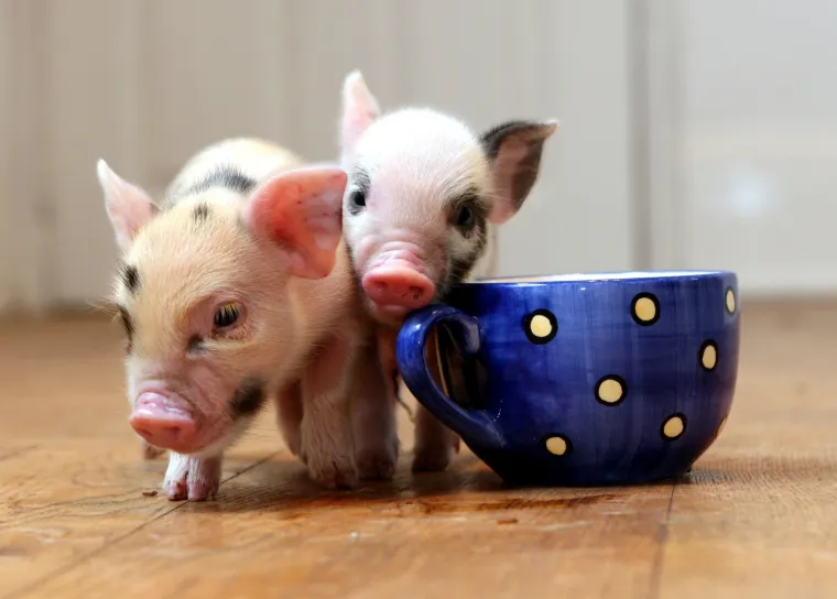 Od kukca, goluba do trkaćeg konja: Ove su najskuplje životinje na svijetu, cijena im je doista paprena