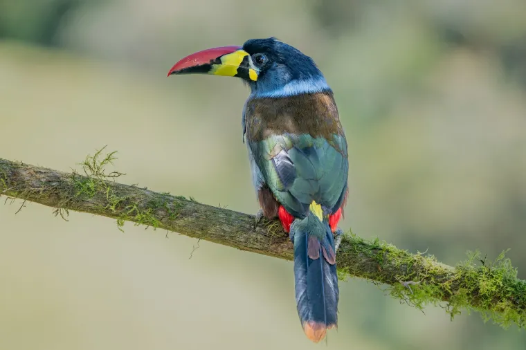 Od kukca, goluba do trkaćeg konja: Ove su najskuplje životinje na svijetu, cijena im je doista paprena