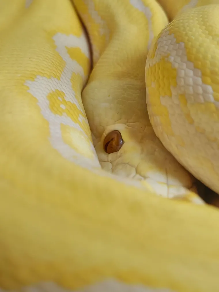 Od kukca, goluba do trkaćeg konja: Ove su najskuplje životinje na svijetu, cijena im je doista paprena