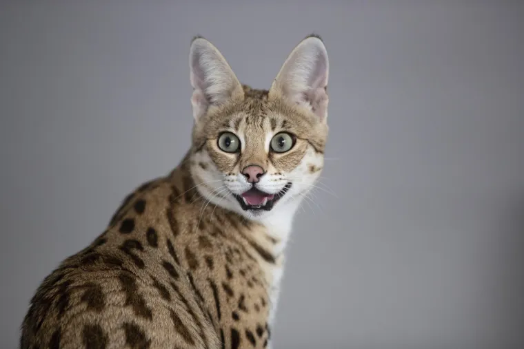 Od kukca, goluba do trkaćeg konja: Ove su najskuplje životinje na svijetu, cijena im je doista paprena