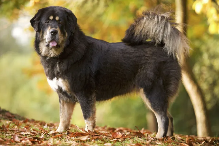 Od kukca, goluba do trkaćeg konja: Ove su najskuplje životinje na svijetu, cijena im je doista paprena