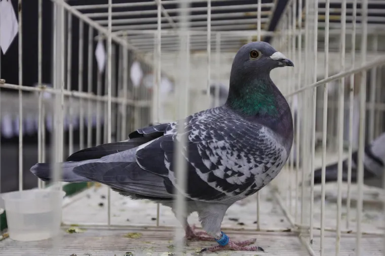 Od kukca, goluba do trkaćeg konja: Ove su najskuplje životinje na svijetu, cijena im je doista paprena