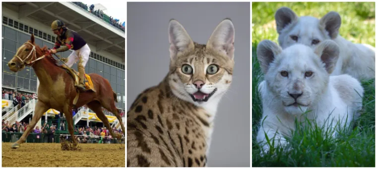 Od kukca, goluba do trkaćeg konja: Ove su najskuplje životinje na svijetu, cijena im je doista paprena