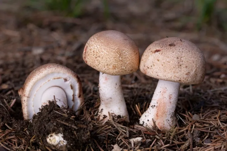 Možete li odgonetnuti značenja ovih srpskih izraza? Pazite jer pitanja nisu lagana