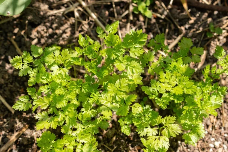 Trajat će i do godinu dana: Zamrznite ovih 20 začinskih biljaka uz savjete stručnjaka