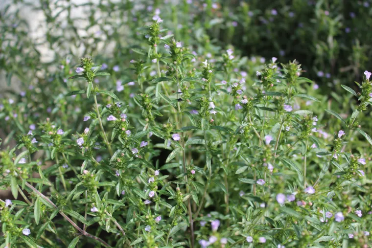 Trajat će i do godinu dana: Zamrznite ovih 20 začinskih biljaka uz savjete stručnjaka