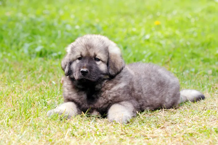 Neki izrazi mogli bi zbuniti i prave Istrijane: Rije&scaron;i kviz i dokaži da zna&scaron; sve