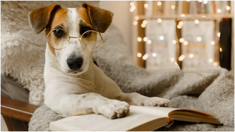 Top 20 najinteligentnijih pasmina: Provjerite je li vaš pas na ljestvici psećih genijalaca