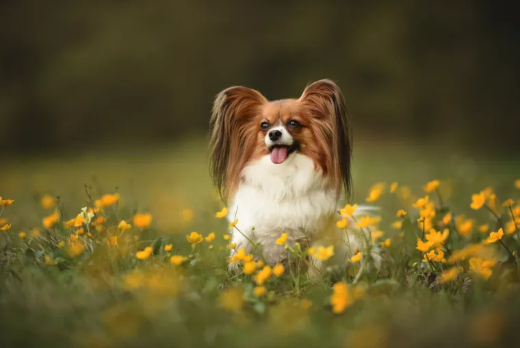 Top 20 najinteligentnijih pasmina: Provjerite je li va&scaron; pas na ljestvici psećih genijalaca