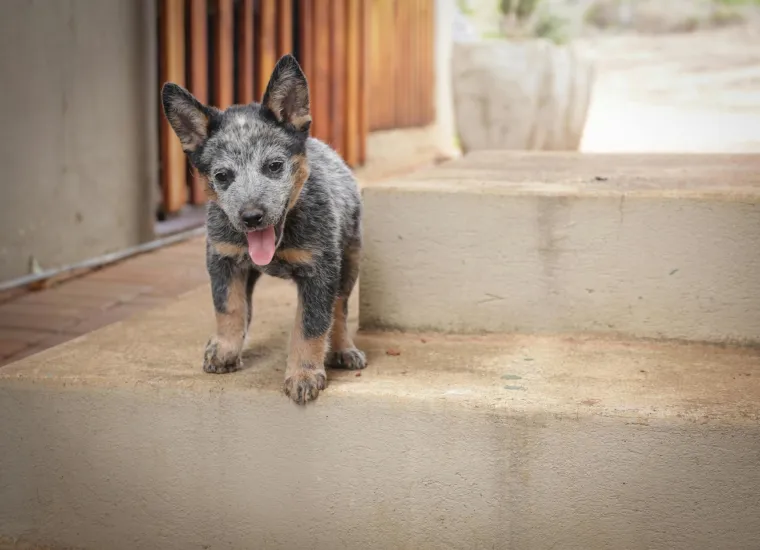 Top 20 najinteligentnijih pasmina: Provjerite je li va&scaron; pas na ljestvici psećih genijalaca