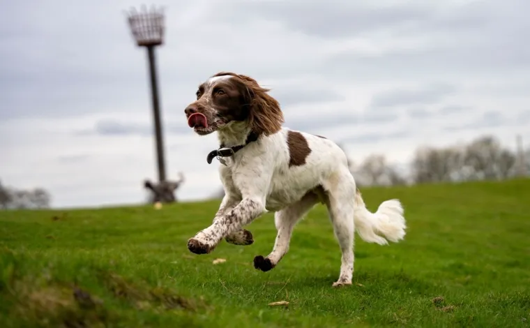Top 20 najinteligentnijih pasmina: Provjerite je li vaš pas na ljestvici psećih genijalaca
