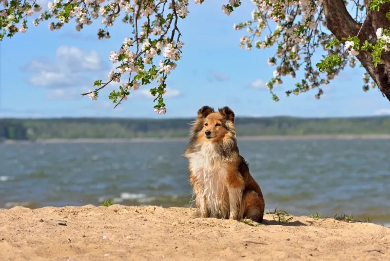 Top 20 najinteligentnijih pasmina: Provjerite je li va&scaron; pas na ljestvici psećih genijalaca