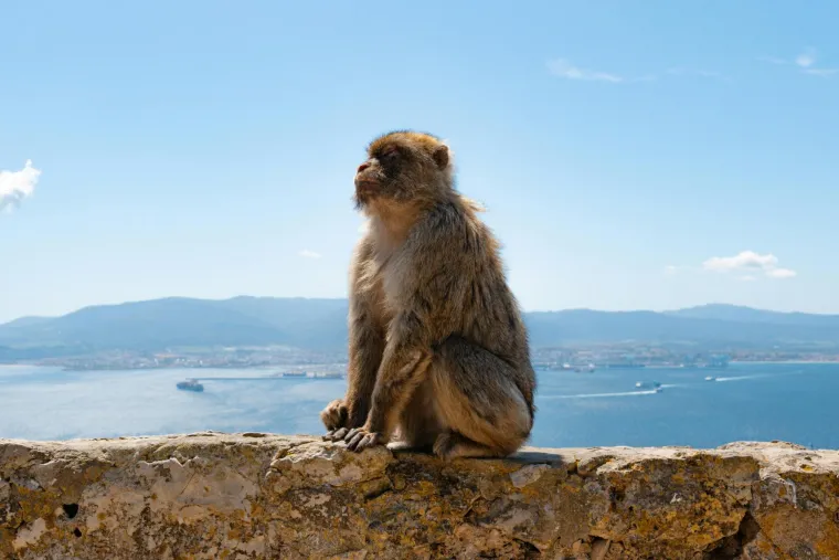 Jedno neobično mjesto: Ovih 26 nevjerojatnih činjenica o Gibraltaru vjerojatno niste znali
