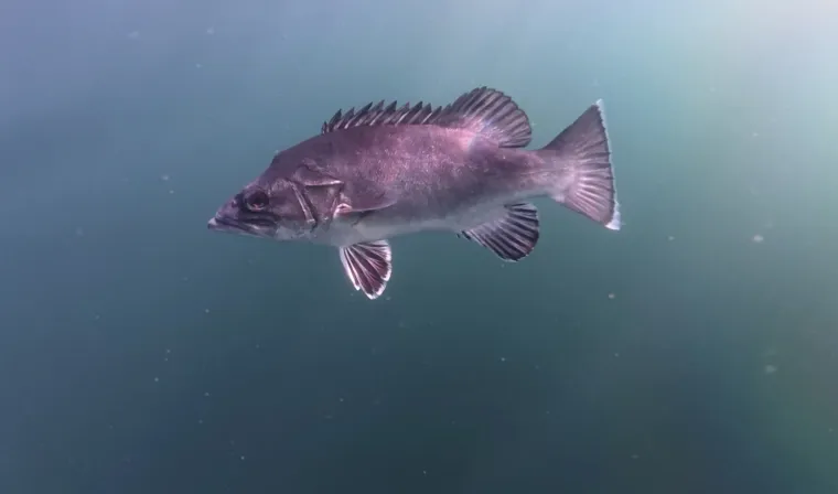 Uz obalu pronađeno rijetko pretpovijesno čudovište: Riječ je iznimno opasnoj vrsti