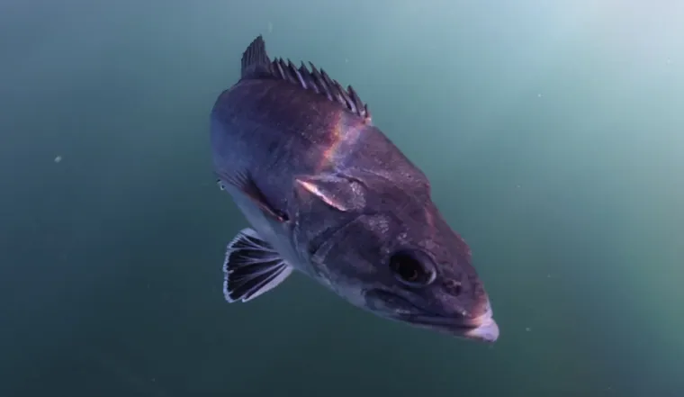 Uz obalu pronađeno rijetko pretpovijesno čudovište: Riječ je iznimno opasnoj vrsti