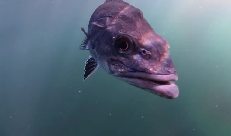 Uz obalu pronađeno rijetko pretpovijesno čudovište: Riječ je iznimno opasnoj vrsti