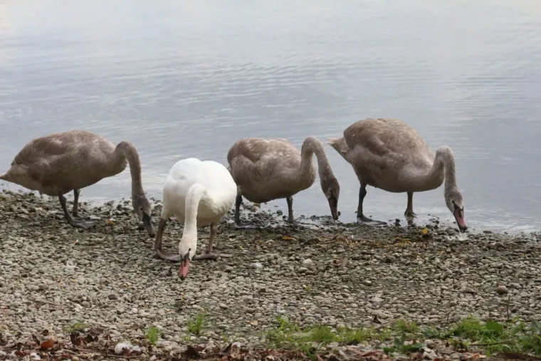 Sunčana nedjelja izmamila Međimurce van: Neki biciklom, pje&scaron;ke ili brodom, a neki - zmajem