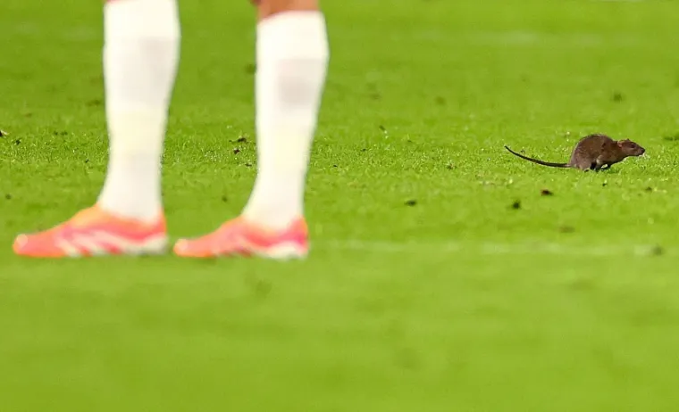 Nepozvani gost na utakmici Belgije i Walesa: Pogledajte kako je štakor nasamario Realovu zvijezdu