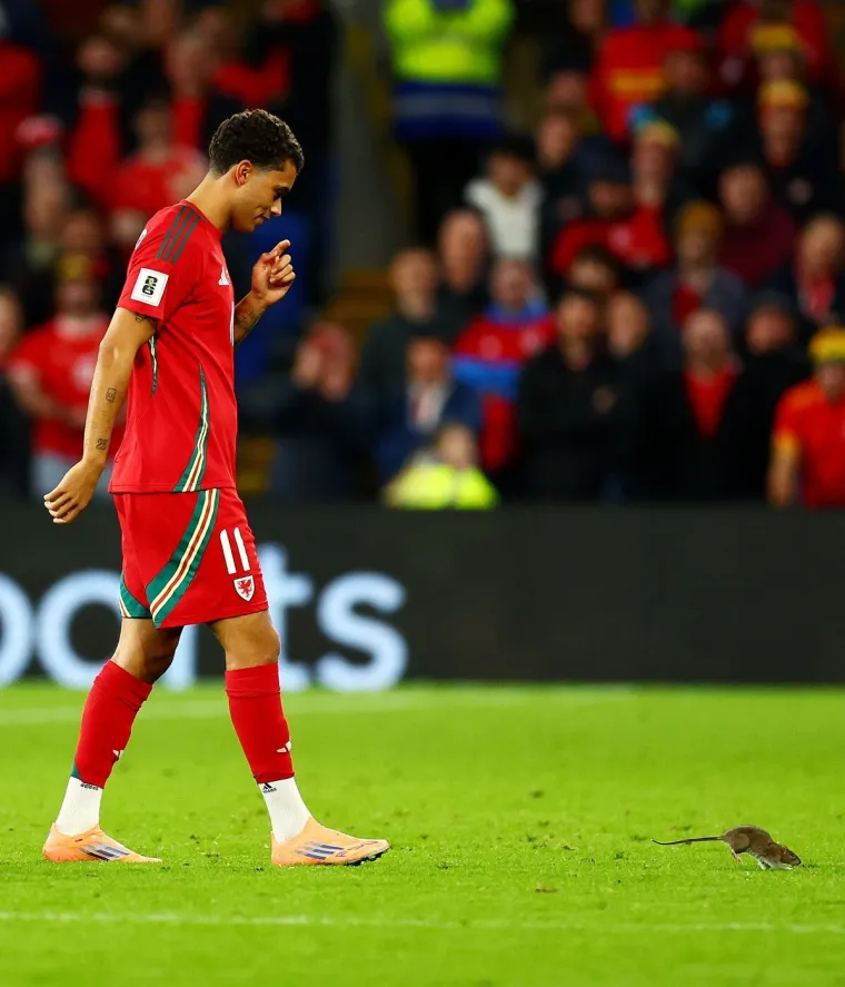 Nepozvani gost na utakmici Belgije i Walesa: Pogledajte kako je štakor nasamario Realovu zvijezdu