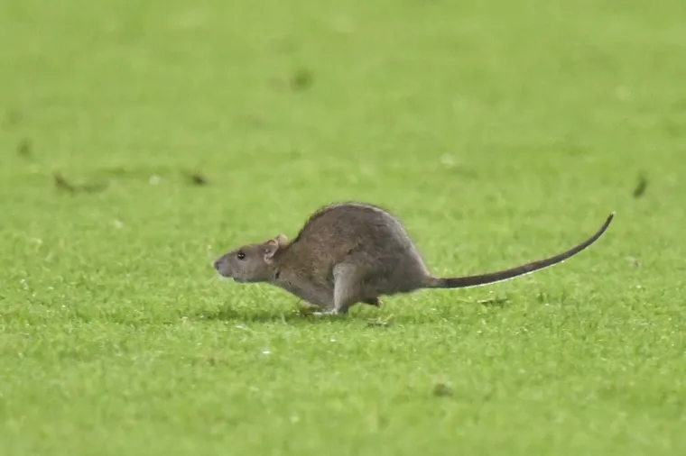 Nepozvani gost na utakmici Belgije i Walesa: Pogledajte kako je štakor nasamario Realovu zvijezdu