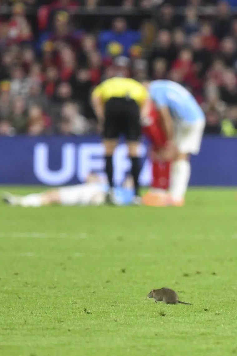 Nepozvani gost na utakmici Belgije i Walesa: Pogledajte kako je štakor nasamario Realovu zvijezdu
