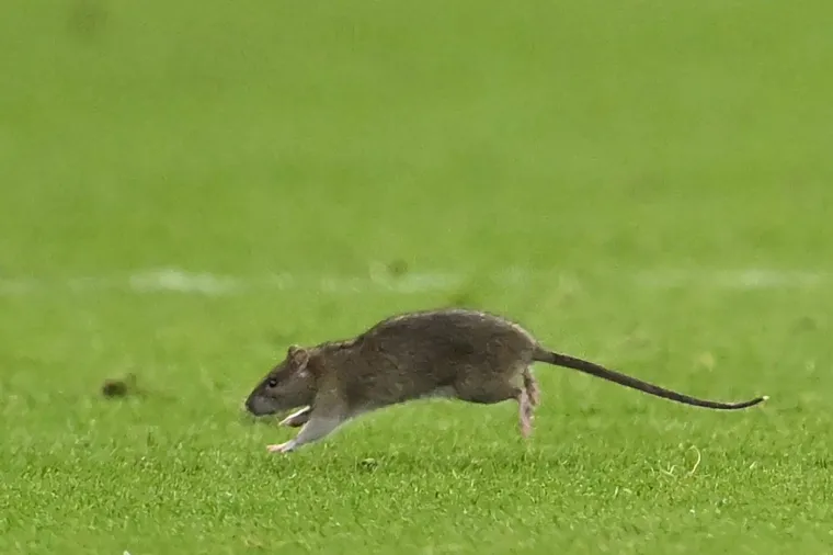 Nepozvani gost na utakmici Belgije i Walesa: Pogledajte kako je štakor nasamario Realovu zvijezdu