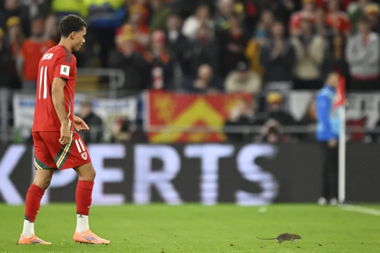 Nepozvani gost na utakmici Belgije i Walesa: Pogledajte kako je &scaron;takor nasamario Realovu zvijezdu