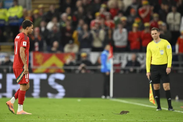 Nepozvani gost na utakmici Belgije i Walesa: Pogledajte kako je &scaron;takor nasamario Realovu zvijezdu