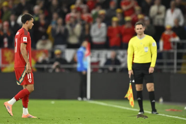 Nepozvani gost na utakmici Belgije i Walesa: Pogledajte kako je &scaron;takor nasamario Realovu zvijezdu