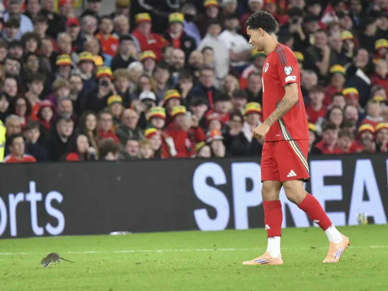 Nepozvani gost na utakmici Belgije i Walesa: Pogledajte kako je &scaron;takor nasamario Realovu zvijezdu