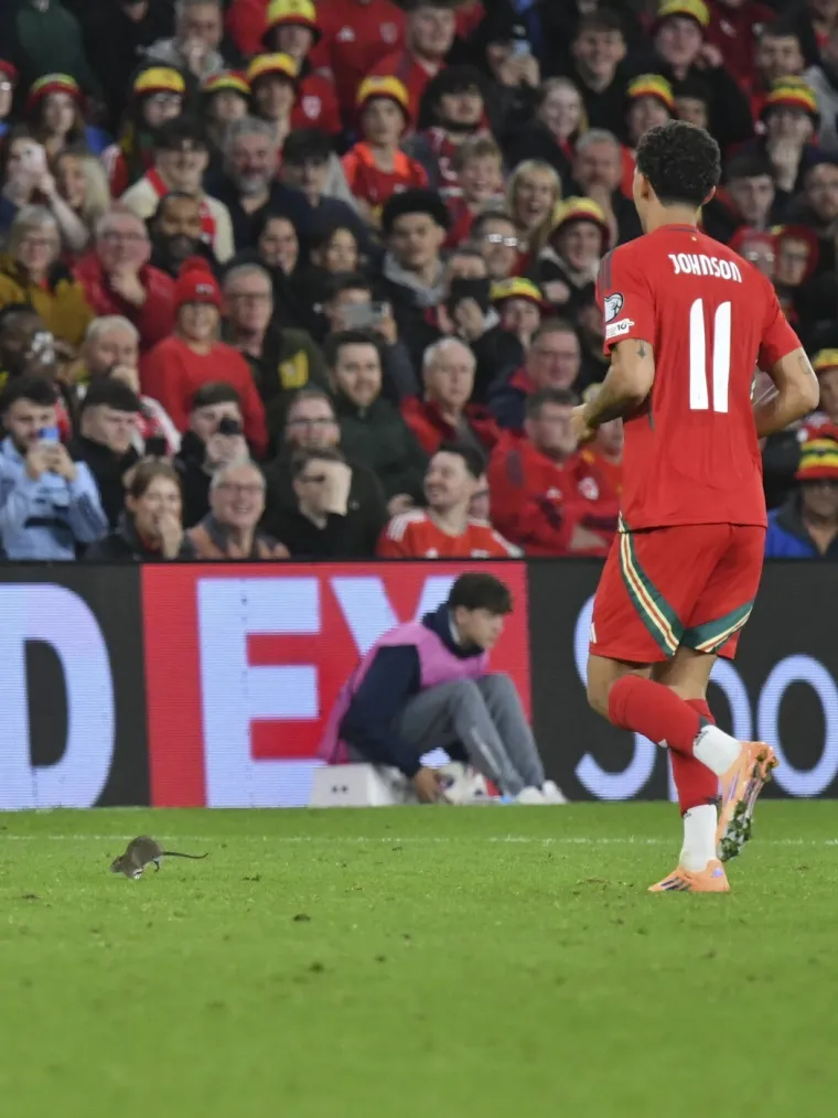 Nepozvani gost na utakmici Belgije i Walesa: Pogledajte kako je &scaron;takor nasamario Realovu zvijezdu