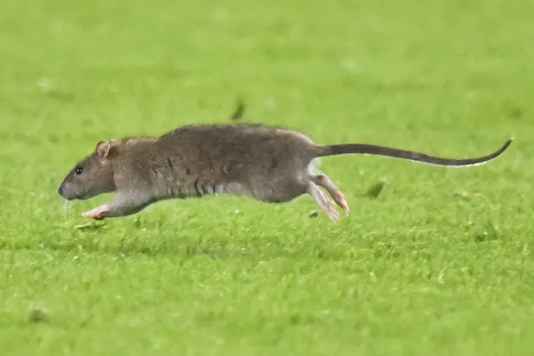 Nepozvani gost na utakmici Belgije i Walesa: Pogledajte kako je &scaron;takor nasamario Realovu zvijezdu