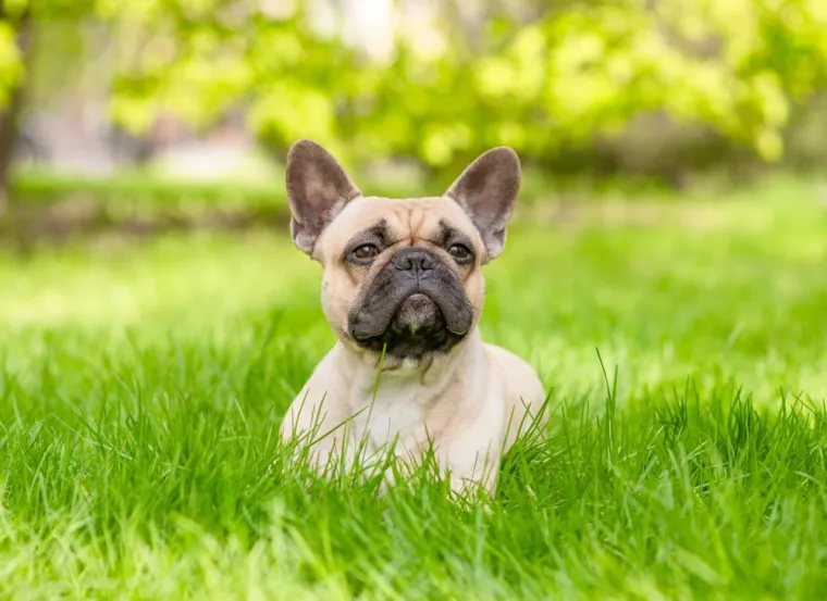 Samo će rijetki među vama prepoznati sve ove pasmine, dokaži se u kvizu kao istinski znalac