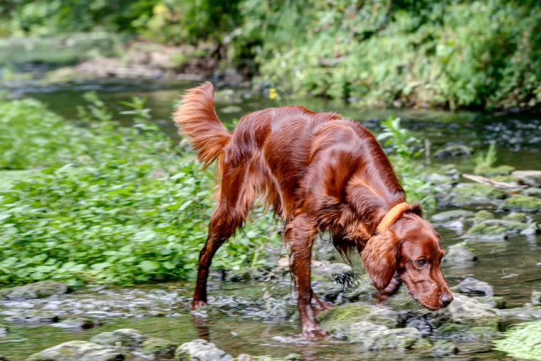 Samo će rijetki među vama prepoznati sve ove pasmine, dokaži se u kvizu kao istinski znalac