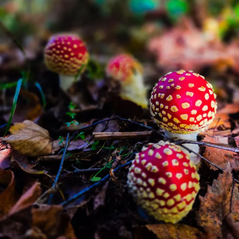 Boje jeseni ukrasile Hrvatsku: Ovo su najljepši prizori koje su snimili čitatelji Net.hr-a