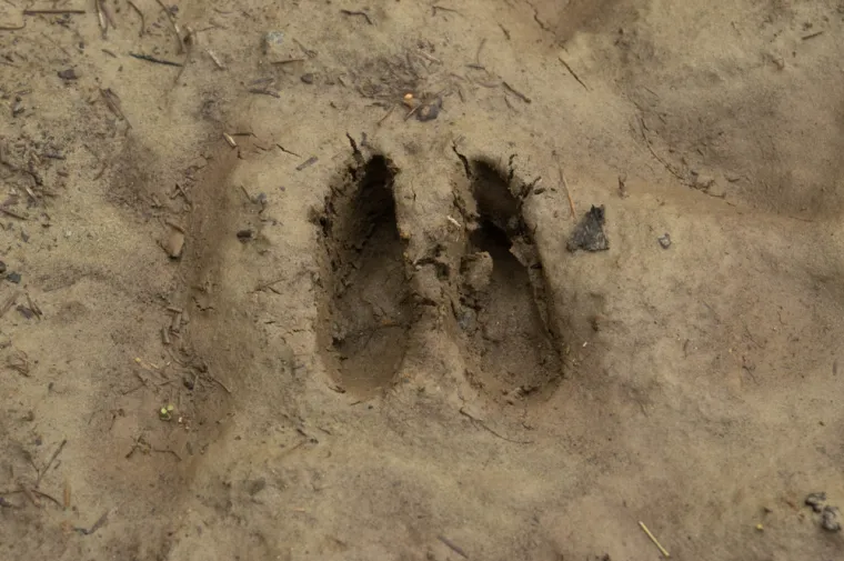 Samo će stručnjaci prepoznati otiske ovih životinja, ali pazite jer pitanja nisu lagana