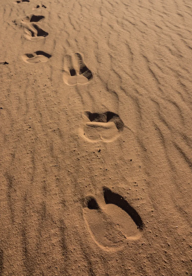 Samo će stručnjaci prepoznati otiske ovih životinja, ali pazite jer pitanja nisu lagana