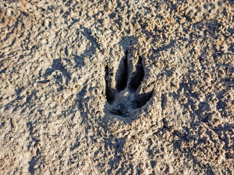 Samo će stručnjaci prepoznati otiske ovih životinja, ali pazite jer pitanja nisu lagana