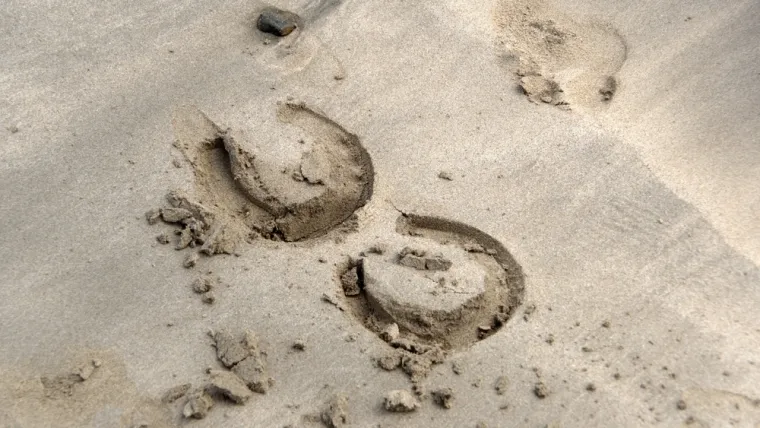 Samo će stručnjaci prepoznati otiske ovih životinja, ali pazite jer pitanja nisu lagana